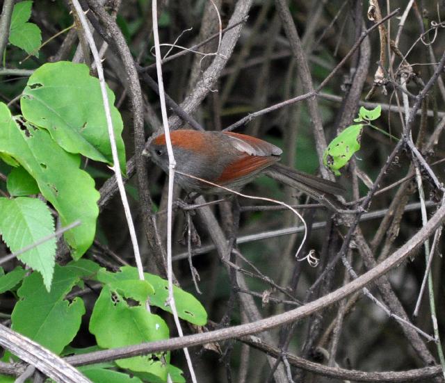 Ashy-throated Parrotbill